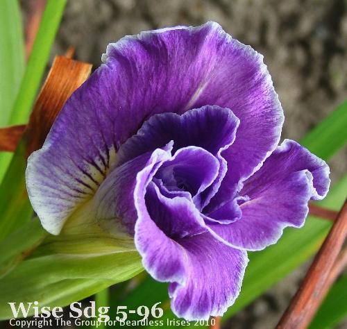 Wise Sdg 5-96 (3)